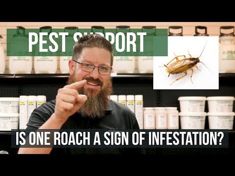 Is One Roach a Sign of Infestation? | Pest Support