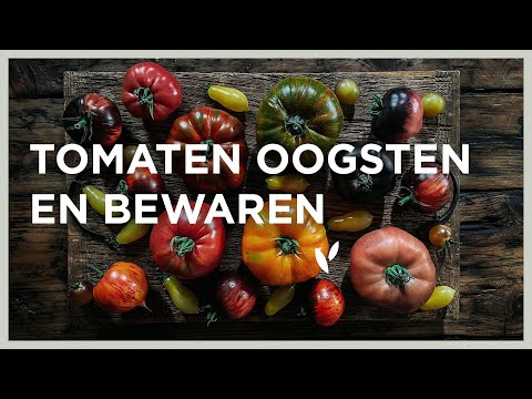 Tomaten oogsten en bewaren | Tomaten NIET in de koelkast bewaren!