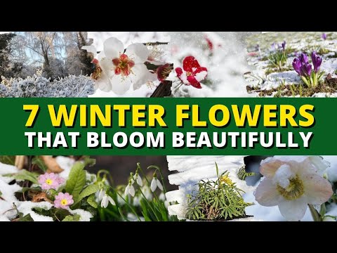 Top 7 Winter Flowers That Bloom Beautifully — Even in Cold Weather 🥶❄️⛄️