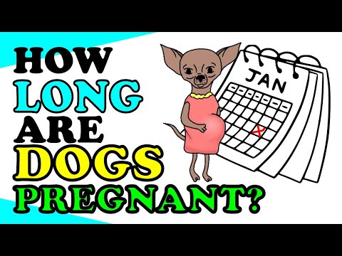 How Long Are Dogs Pregnant Before They Give Birth ?