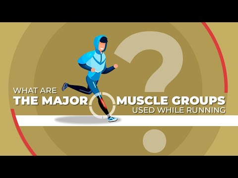 What Are the Major Muscle Groups Used while Running?