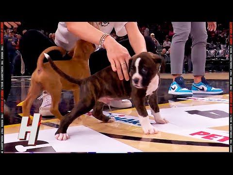 Dog Pees on Suns Court 🤣