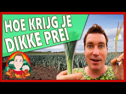 HOE KRIJG JE DIKKE PREI | moestuin vlog 150 | prei poten hoe doe je dat,  prei poten wanneer