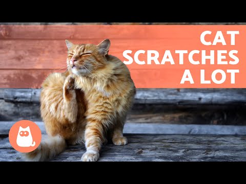 My CAT Is SCRATCHING Themselves RAW 🐱 (7 Causes and Solutions)