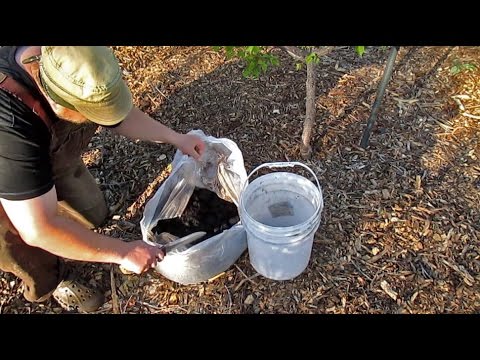 Using Coffee Grounds In The Garden | All You Need To Know