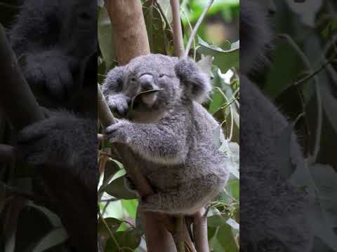 cute Koala eating leaves on tree