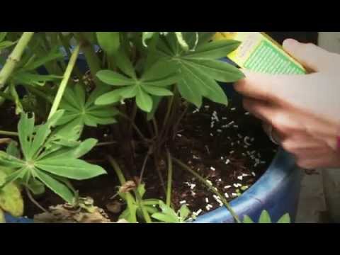 Voorjaar - hoe houd je slakken uit je planten en je tuin?