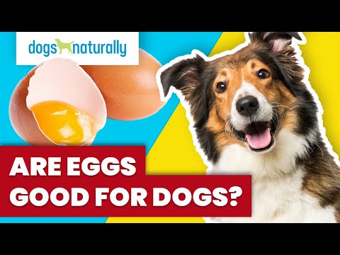 Are Eggs Good For Dogs?