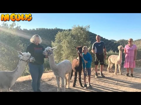 Het Roer Om-stel met alpacaboerderij blikt jaar later terug