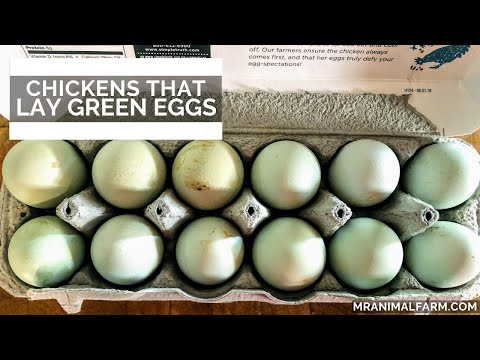 Chickens That Lay Green Eggs