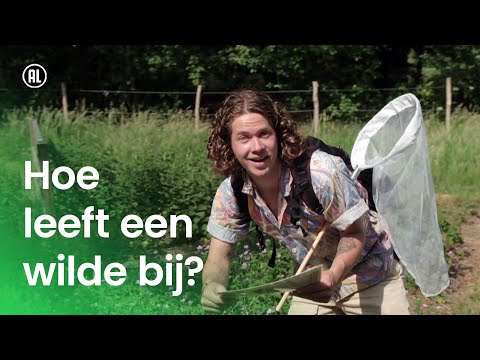 Hoe leeft een wilde bij?