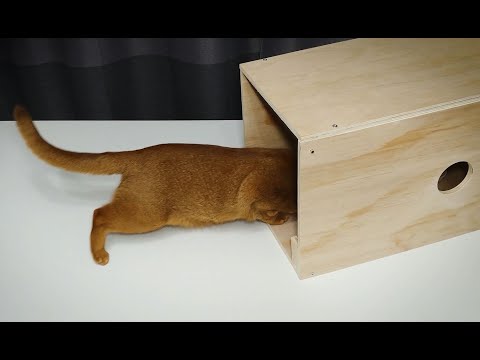 How to make Cat Trap