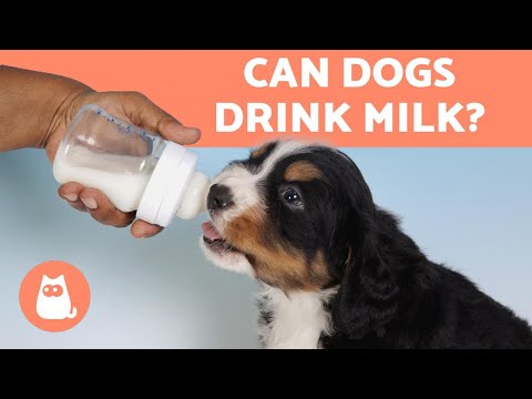 Is it OK for Dogs to Drink Milk? ⚠