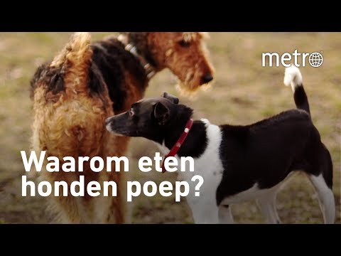 Waarom eten honden poep? | Hoe zit dat?