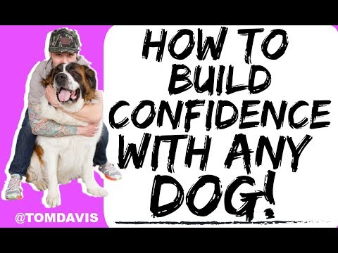 How to Build Confidence in Your Dog or Fearful Dog! - Training with Americas Canine Educator