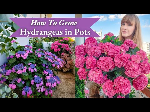 Hydrangeas in Pots - how to grow them and why are they not blooming?