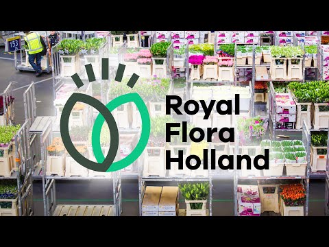 ROYAL FLORA HOLLAND / AMSTERDAM [ENGLISH SUBTITLE] [TURKCE ALTYAZI]