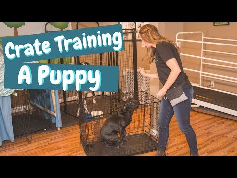 Crate Training a Puppy While at Work