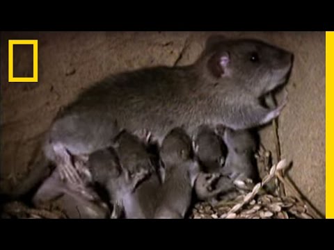 Momma Rat: 15,000 Babies a Year! | National Geographic