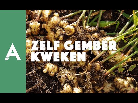 Zelf gember kweken - Een groener thuis #03