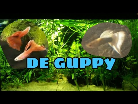 De GUPPY, wat moet je weten? //Nickey//