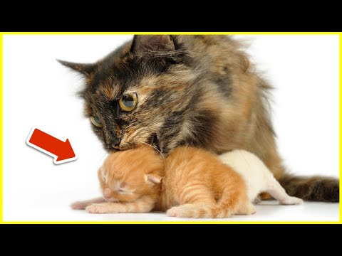 THIS Is Why Cats Sometimes Eat Their BABIES!