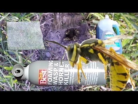 2 Ways To Kill A In Ground Bees Nest / How to KILL Ground Wasp and Yellow Jackets