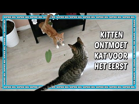 KITTEN ONTMOET KAT VOOR HET EERST | STAPPEN PLAN VOOR 100% GARANTIE | Sophie Hol | 2020