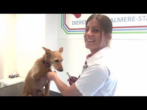 De nagels knippen van je hond, hoe doe je dat eigenlijk? (2022)