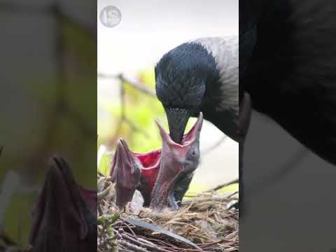 The man fed the family of crows for 4 years, and one day the birds thanked him