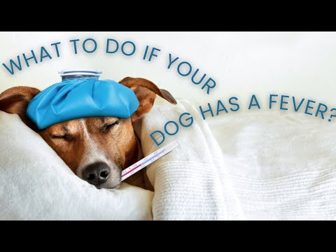 What to Do If Your Dog Has a Fever?