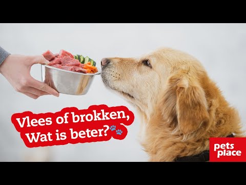 Vers vlees voor je hond of hondenbrokken, wat is beter hondenvoer?