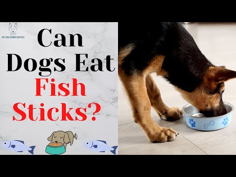 Can Dogs Eat Fish? How About Fish Sticks?