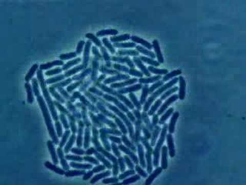 Bacteria Growth