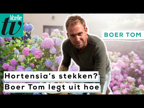 Boer Tom laat stap voor stap zien hoe je hortensia's stekt