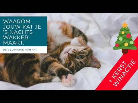 WAAROM MAAKT MIJN KAT MIJ ‘S NACHTS WAKKER? Winactie gesloten! - De gelukkige huiskat - kattengedrag