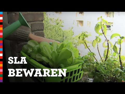 Sla bewaren: zo doe je dat! | Voedingscentrum