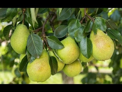 How to Grow Pear trees - Complete Growing Guide