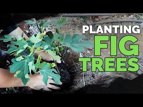 Planting a Fig Tree 101