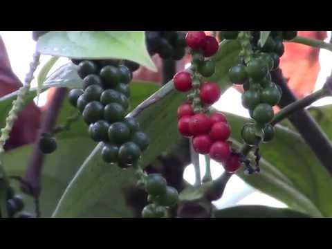 How to Grow Black Pepper (Piper nigrum)