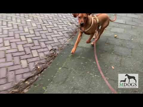 Pups eten dingen van de grond.