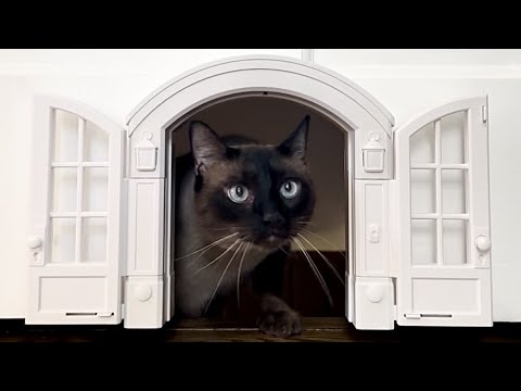 I gave my cats their own French Door | Purrfect Portal